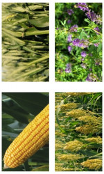 Fruits, seeds and fertilizers Photos